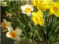 narcisi